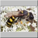 Crabro cribrarius - Grabwespe w09c 14mm - OS-Hasbergen Lehmwiese det.jpg